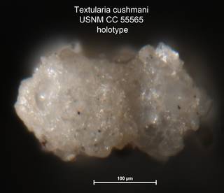 To NMNH Paleobiology Collection (Textularia cushmani USNM CC 55565 holotype 2)