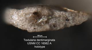 To NMNH Paleobiology Collection (Textularia dentimarginata USNM CC 16562 A holotype 2)