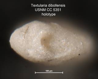 To NMNH Paleobiology Collection (Textularia dibollensis USNM CC 5351 holotype 2)
