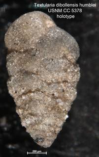 To NMNH Paleobiology Collection (Textularia dibollensis humblei USNM CC 5378 holotype 1)