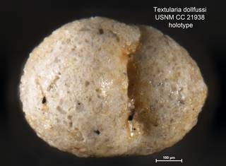 To NMNH Paleobiology Collection (Textularia dollfussi USNM CC 21938 holotype 2)