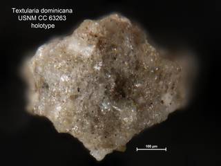 To NMNH Paleobiology Collection (Textularia dominicana USNM CC 63263 holotype 2)