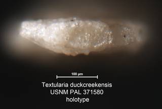 To NMNH Paleobiology Collection (Textularia duckcreekensis USNM PAL 371580 holotype 2)