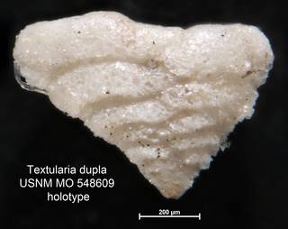 To NMNH Paleobiology Collection (Textularia dupla USNM MO 548609 holotype 1)