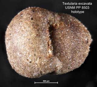 To NMNH Paleobiology Collection (Textularia excavata USNM PP 8503 holotype 2)