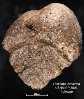 To NMNH Paleobiology Collection (Textularia excavata USNM PP 8503 holotype 1)