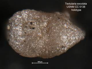 To NMNH Paleobiology Collection (Textularia excolata USNM CC 5138 holotype 2)