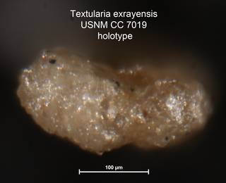 To NMNH Paleobiology Collection (Textularia exrayensis USNM CC 7019 holotype 2)