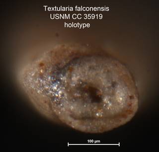 To NMNH Paleobiology Collection (Textularia falconensis USNM CC 35919 holotype 2)