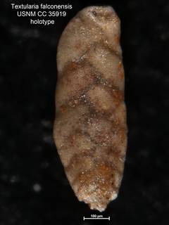 To NMNH Paleobiology Collection (Textularia falconensis USNM CC 35919 holotype 1)