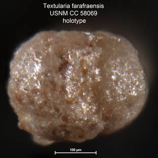 To NMNH Paleobiology Collection (Textularia farafraensis USNM CC 58069 holotype 2)