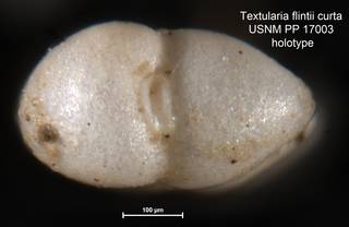 To NMNH Paleobiology Collection (Textularia flintii curta USNM PP 17003 holotype 2)