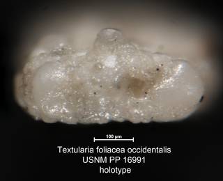 To NMNH Paleobiology Collection (Textularia foliacea occidentalis USNM PP 16991 holotype 2)