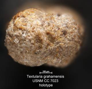 To NMNH Paleobiology Collection (Textularia grahamensis USNM CC 7023 holotype 2)
