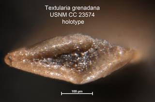 To NMNH Paleobiology Collection (Textularia grenadana USNM CC 23574 holotype 2)