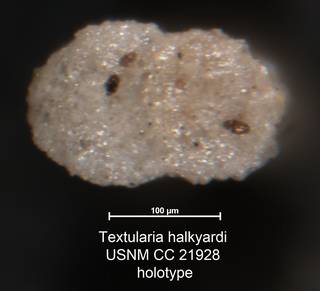 To NMNH Paleobiology Collection (Textularia halkyardi USNM CC 21928 holotype 2)