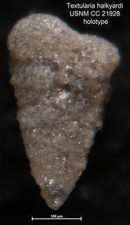 To NMNH Paleobiology Collection (Textularia halkyardi USNM CC 21928 holotype 1)