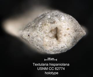To NMNH Paleobiology Collection (Textularia hispaniolana USNM CC 62774 holotype 2)