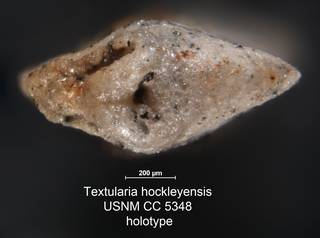 To NMNH Paleobiology Collection (Textularia hockleyensis USNM CC 5348 holotype 2)