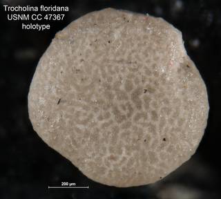 To NMNH Paleobiology Collection (Trocholina floridana CC 47367 holo 1)