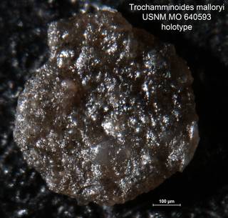 To NMNH Paleobiology Collection (Trochamminoides malloryi MO 640593 holo 1)