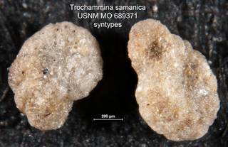 To NMNH Paleobiology Collection (Trochammina samanica MO 689371 syntypes)