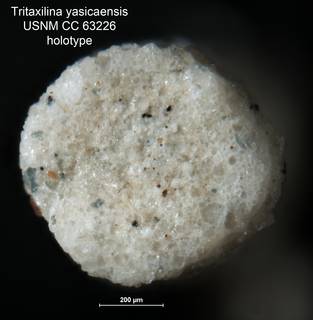 To NMNH Paleobiology Collection (Tritaxilina yasicaensis CC 63226 holo 2)