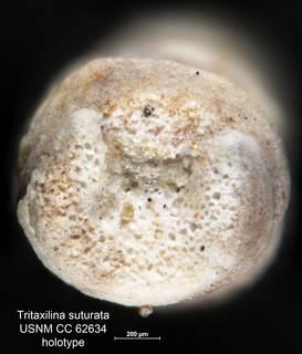 To NMNH Paleobiology Collection (Tritaxilina suturata CC 62634 holo 2)