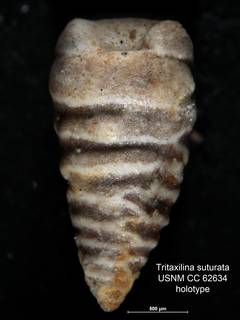 To NMNH Paleobiology Collection (Tritaxilina suturata CC 62634 holo 1)
