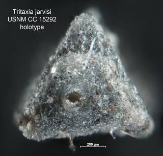 To NMNH Paleobiology Collection (Tritaxia jarvisi CC 15292 holo 2)