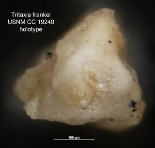 To NMNH Paleobiology Collection (Tritaxia frankei CC 19240 holo 2)