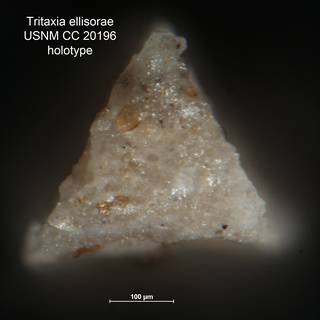 To NMNH Paleobiology Collection (Tritaxia ellisorae CC 20196 holo 2)