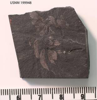 To NMNH Paleobiology Collection (USNM PAL 199948 Wiwaxia 02)