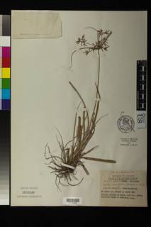 To NMNH Botany Collections (
Cyperus perangustus NMNH3151532 type 1)