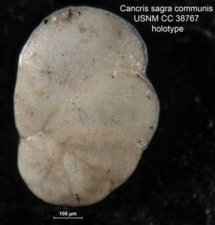 To NMNH Paleobiology Collection (Cancris sagra communis USNM CC 38767 holotype 2)