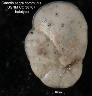 To NMNH Paleobiology Collection (Cancris sagra communis USNM CC 38767 holotype 1)