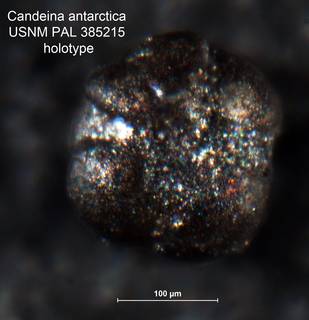 To NMNH Paleobiology Collection (Candeina antarctica USNM PAL 385215 holotype)