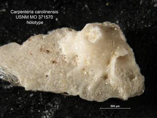 To NMNH Paleobiology Collection (Carpenteria carolinensis USNM MO 371570 holotype)