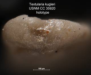 To NMNH Paleobiology Collection (Textularia kugleri USNM CC 35920 holotype 2)