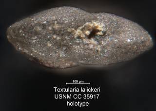 To NMNH Paleobiology Collection (Textularia lalickeri USNM CC 35917 holotype 2)