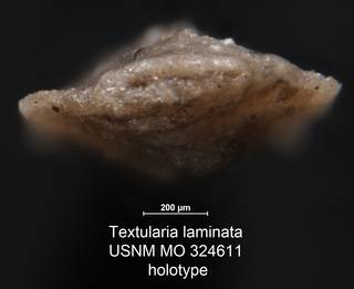 To NMNH Paleobiology Collection (Textularia laminata USNM MO 324611 holotype 2)