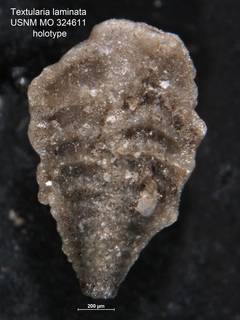 To NMNH Paleobiology Collection (Textularia laminata USNM MO 324611 holotype 1)