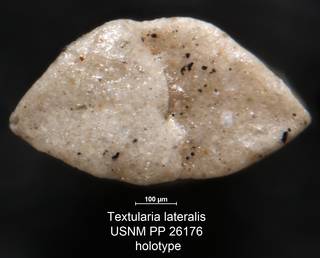 To NMNH Paleobiology Collection (Textularia lateralis USNM PP 26176 holotype 2)