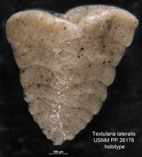 To NMNH Paleobiology Collection (Textularia lateralis USNM PP 26176 holotype 1)