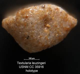 To NMNH Paleobiology Collection (Textularia leuzingeri USNM CC 35916 holotype 2)