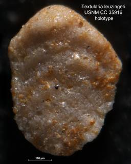 To NMNH Paleobiology Collection (Textularia leuzingeri USNM CC 35916 holotype 1)