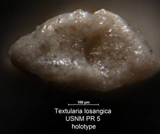 To NMNH Paleobiology Collection (Textularia losangica USNM PR 5 holotype 2)
