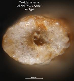 To NMNH Paleobiology Collection (Textularia recta USNM PAL 372161 holotype 2)