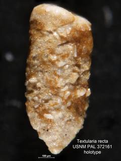 To NMNH Paleobiology Collection (Textularia recta USNM PAL 372161 holotype 1)