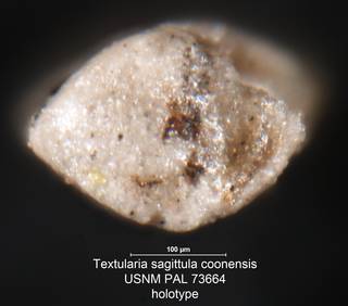 To NMNH Paleobiology Collection (Textularia sagittula coonensis USNM PAL 73664 holotype 2)